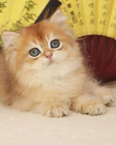 British Longhair Kitten – Male – 00273