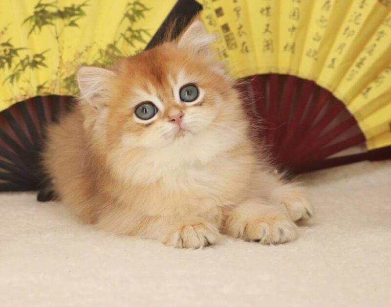 British Longhair Kitten – Male – 00273