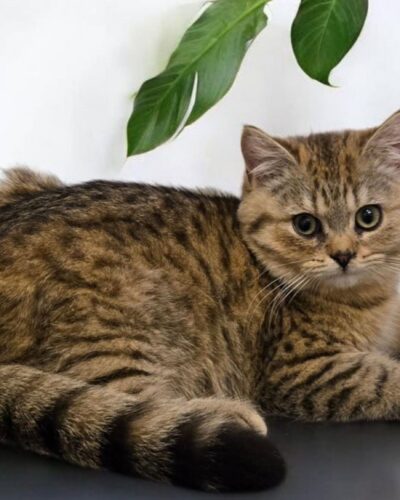 British Shorthair Kitten – Female – 00272