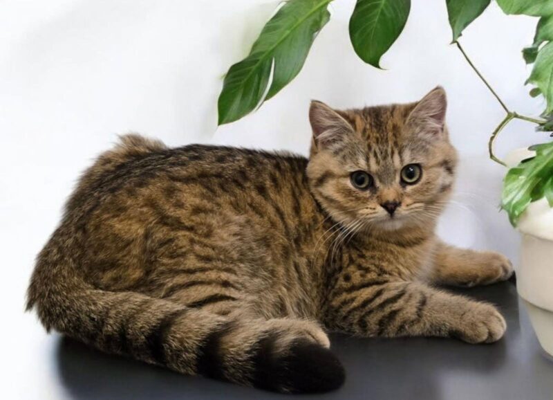 British Shorthair Kitten – Female – 00272