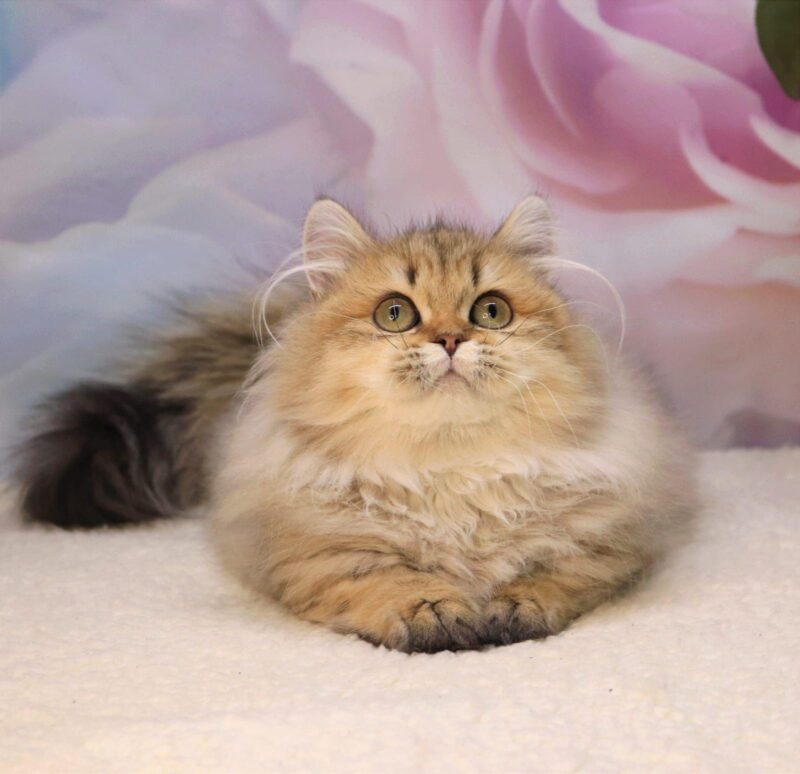 Munchkin Kitten – Male – 00276