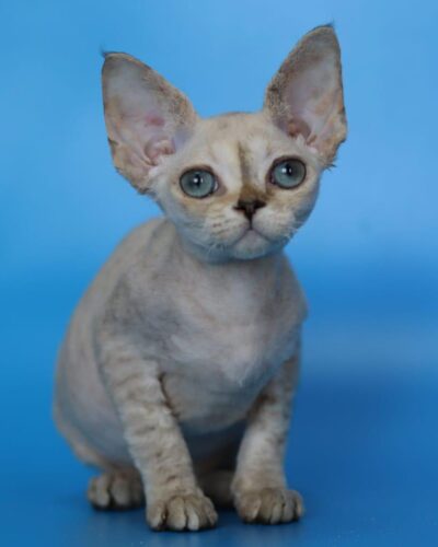 Devon Rex Kitten – Female – 00268