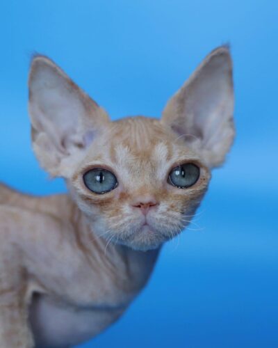 Devon Rex Kitten – Female – 00266