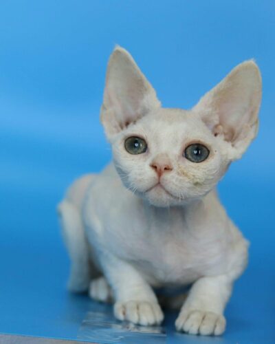 Devon Rex Kitten – Male – 00267