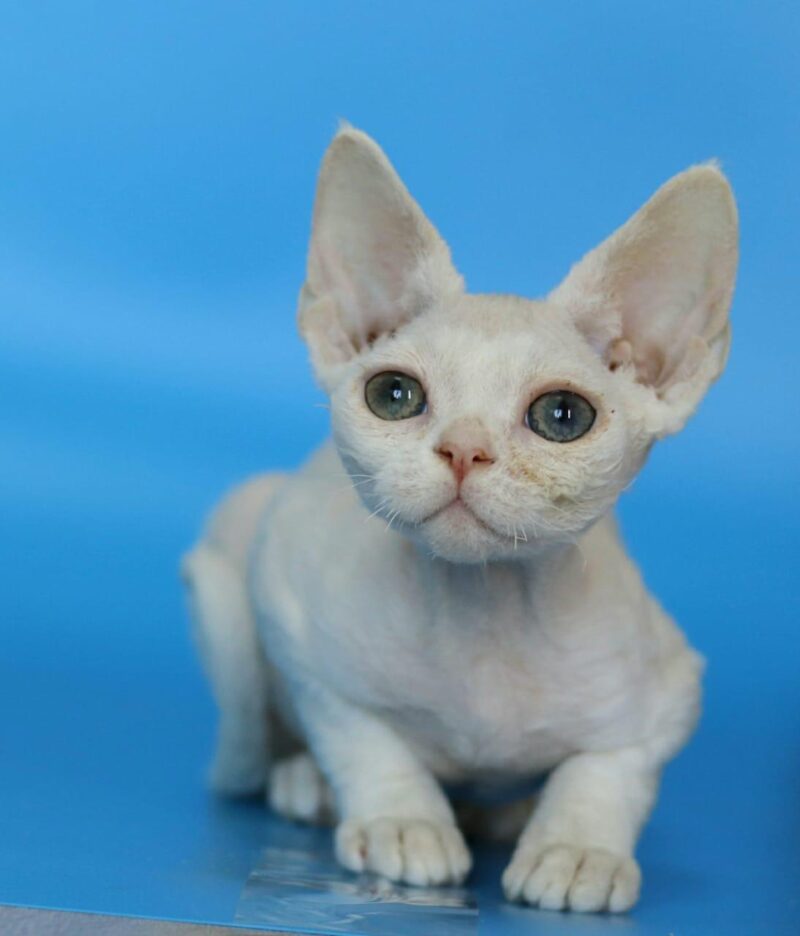 Devon Rex Kitten – Male – 00267