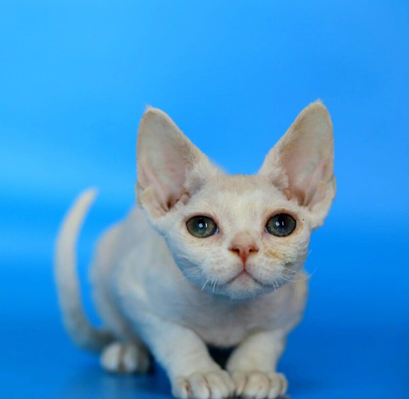 Devon Rex Kitten – Male – 00267 - Image 3