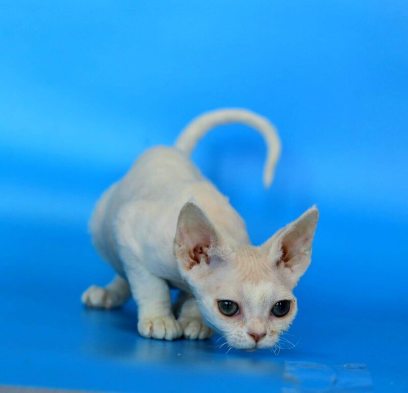 Devon Rex Kitten – Male – 00267 - Image 2