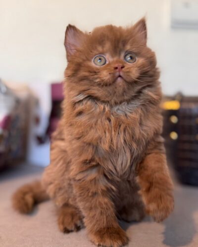 British Longhair Kitten – Male – 00287