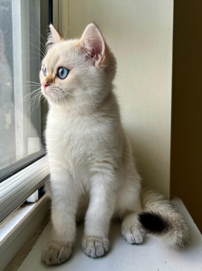 British Shorthair Kitten – Female – 00285 - Image 2