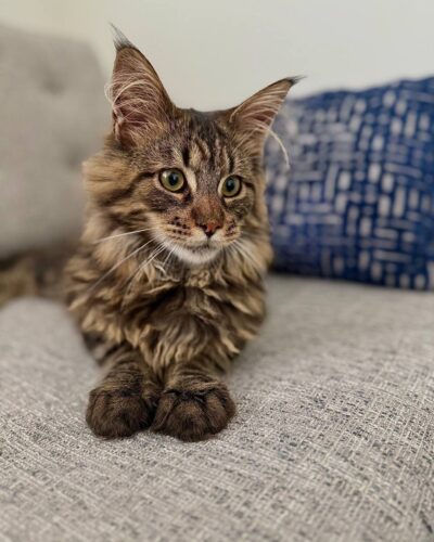 Maine Coon Kitten – Male – 00289