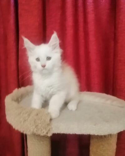 Maine Coon Kitten – Female – 00283
