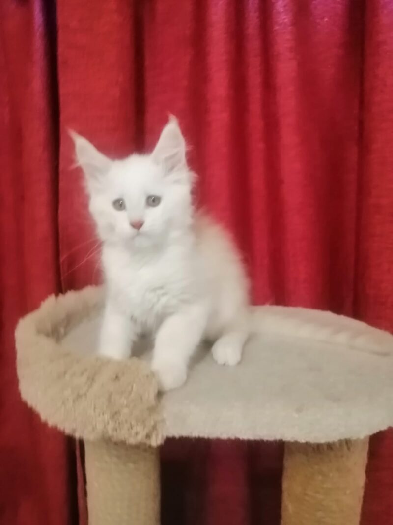 Maine Coon Kitten – Female – 00283
