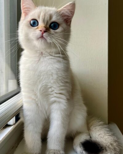 British Shorthair Kitten – Female – 00285