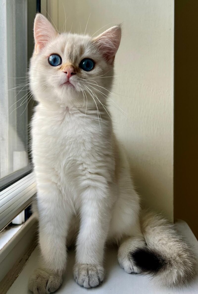 British Shorthair Kitten – Female – 00285