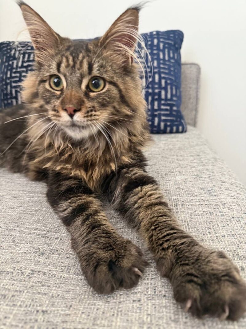 Maine Coon Kitten – Male – 00289 - Image 2