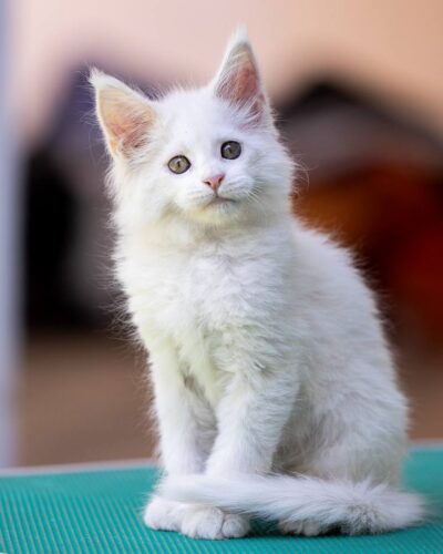 Maine Coon Kitten – Female – 00296
