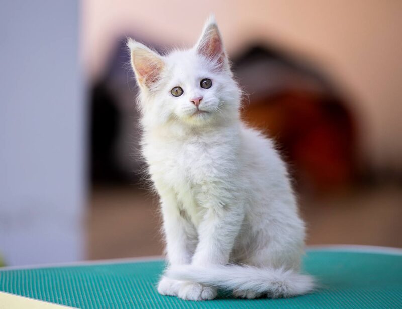 Maine Coon Kitten – Female – 00296