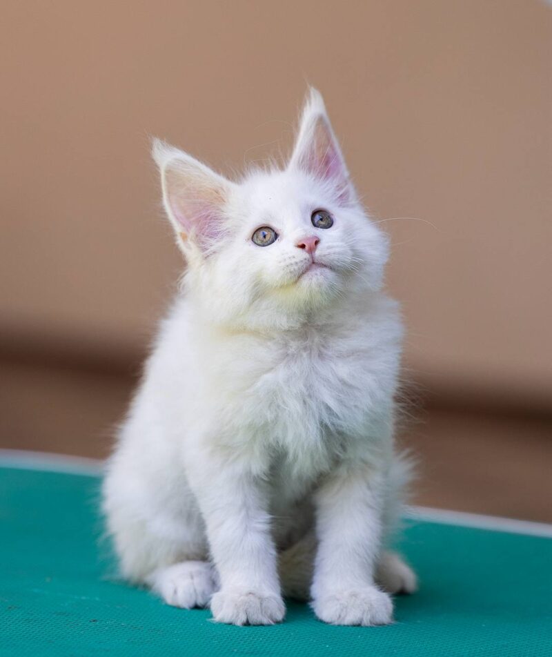 Maine Coon Kitten – Female – 00296 - Image 2