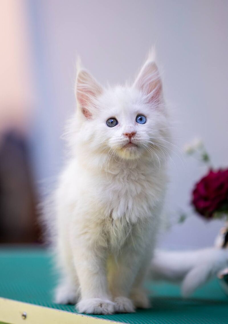 Maine Coon Kitten – Female – 00295