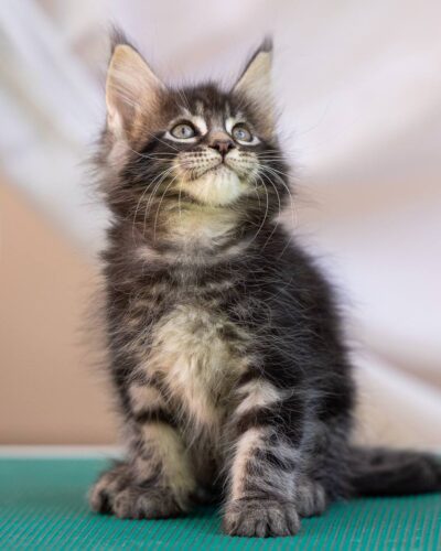 Maine Coon Kitten – Male – 00297