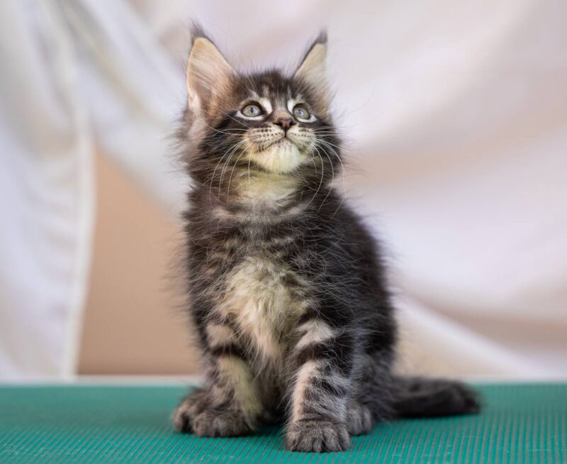 Maine Coon Kitten – Male – 00297
