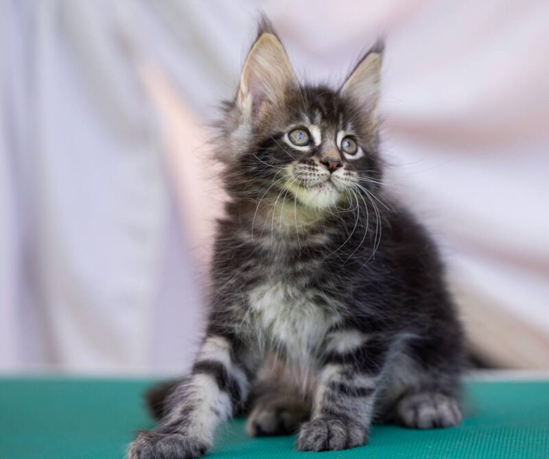 Maine Coon Kitten – Male – 00297 - Image 2