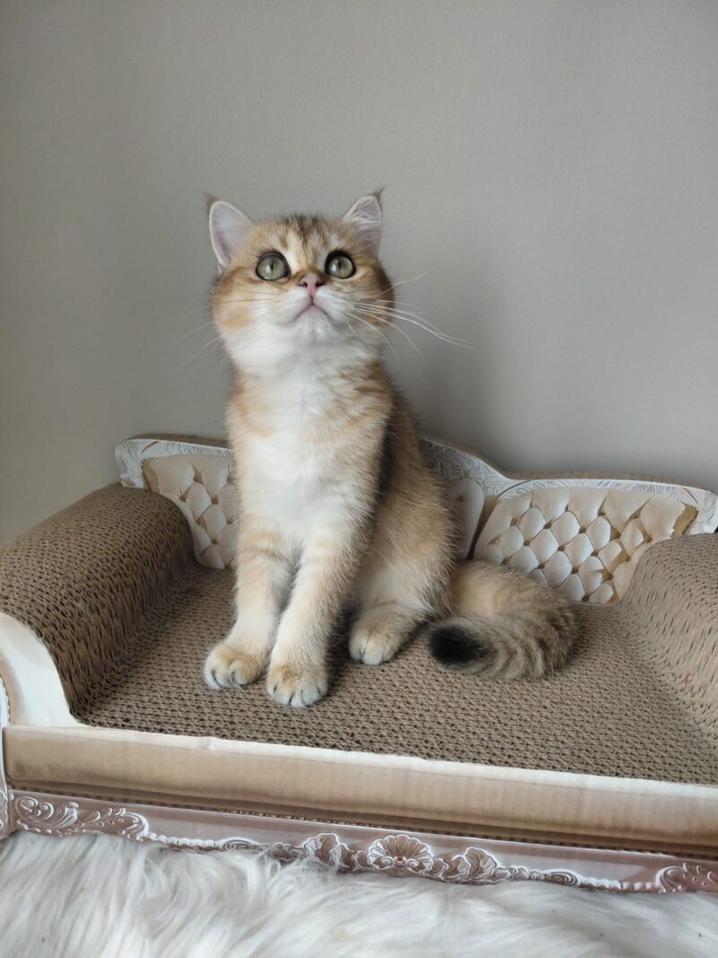 British Shorthair Kitten – Female – 00342