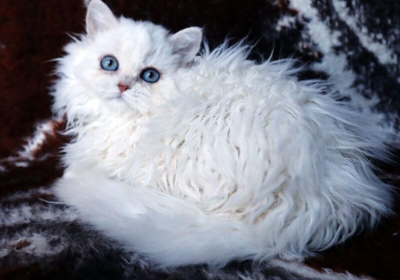 Selkirk Rex Kitten – Female – 00341