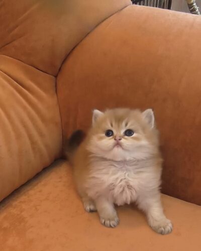 British Longhair Kitten – Male – 00344