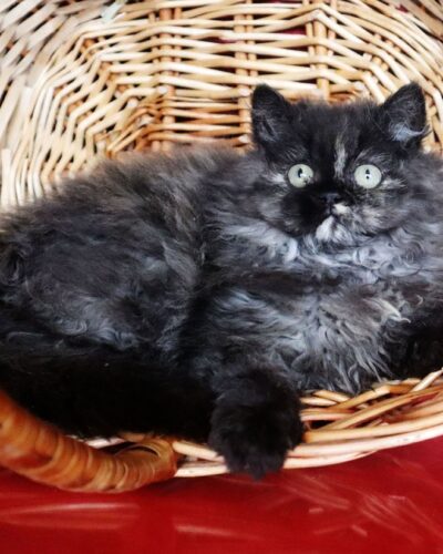 Selkirk Rex Kitten – Male – 00353