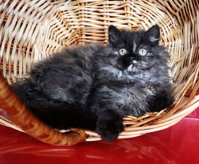 Selkirk Rex Kitten – Male – 00353