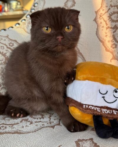 Scottish Fold Kitten – Female – 00350