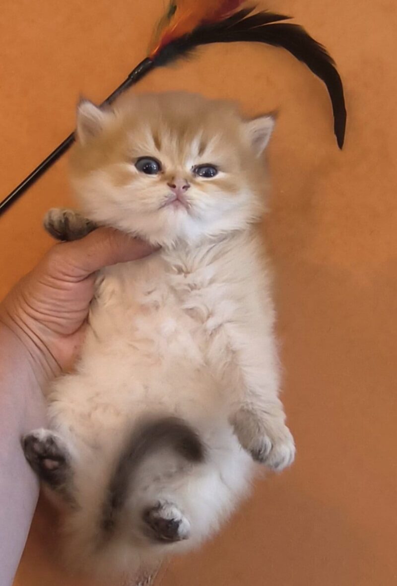 British Longhair Kitten – Male – 00344 - Image 2