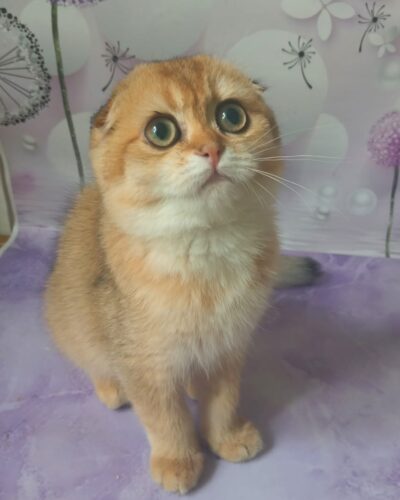 Scottish Fold Kitten – Female – 00362