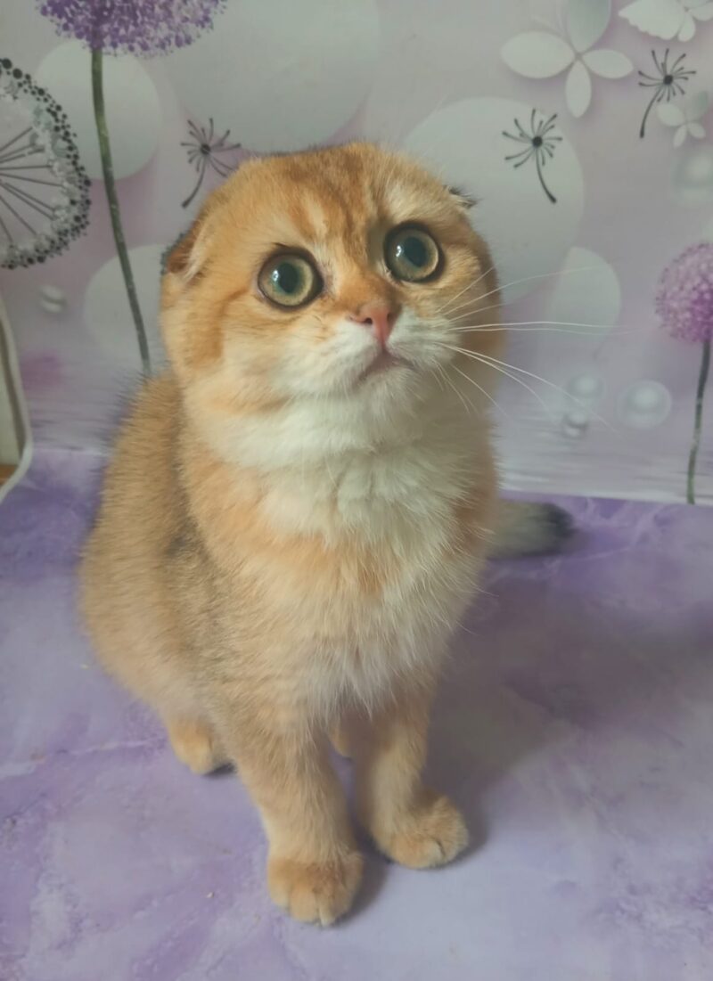 Scottish Fold Kitten – Female – 00362