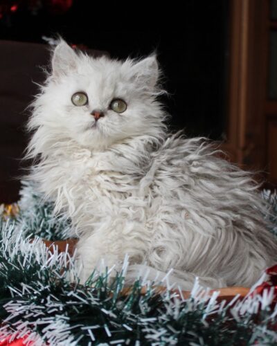 Selkirk Rex Kitten – Female – 00352