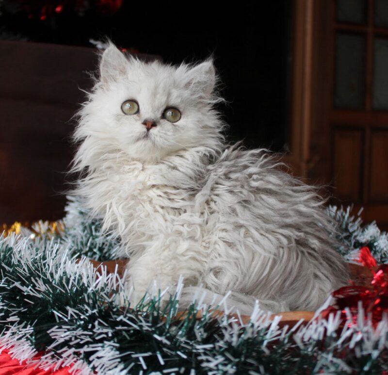Selkirk Rex Kitten – Female – 00352