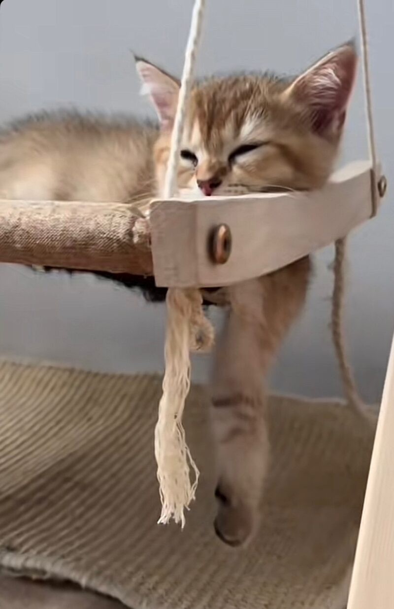 Scottish Straight Kitten – Male – 00346 - Image 2