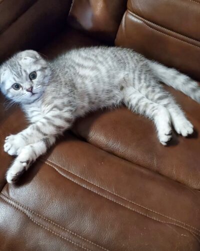 Scottish Fold Kitten – Male – 00347