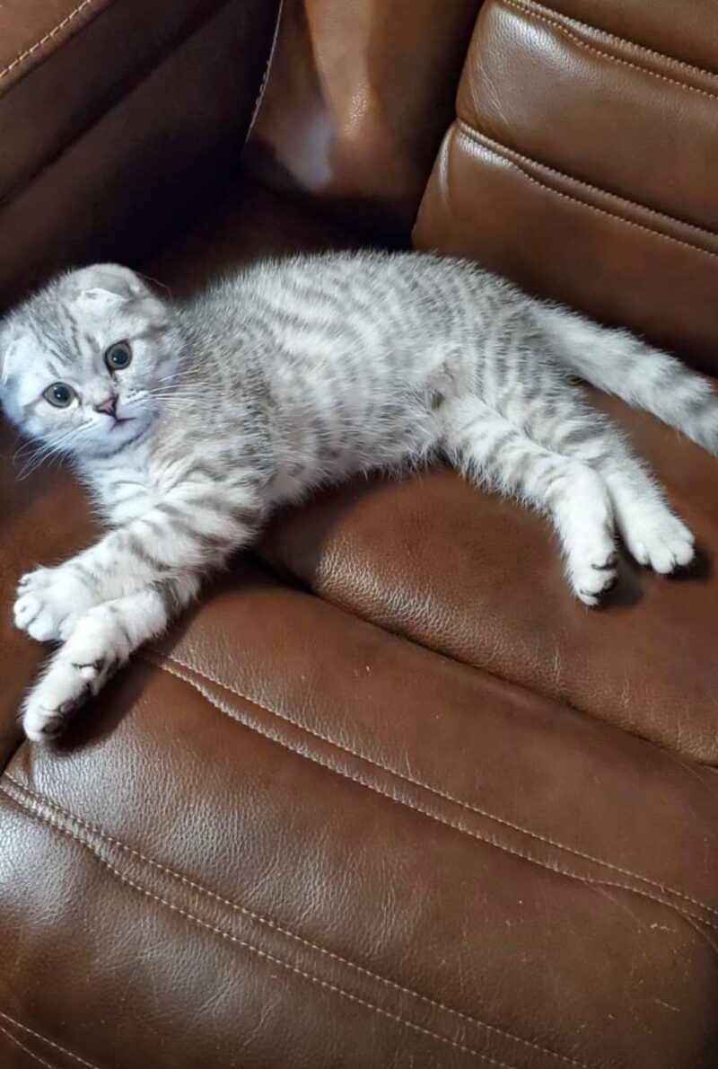 Scottish Fold Kitten – Male – 00347