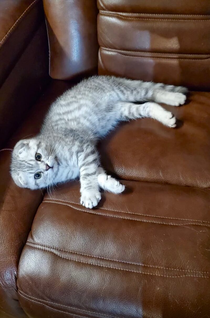 Scottish Fold Kitten – Male – 00347 - Image 2