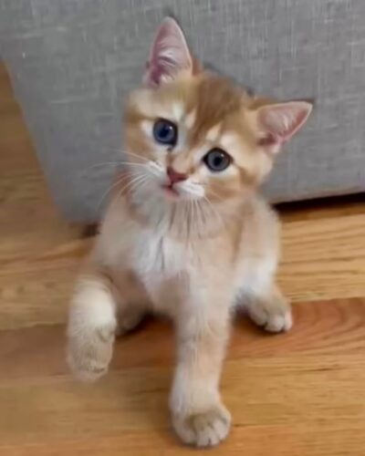 Scottish Straight Kitten – Male – 00346