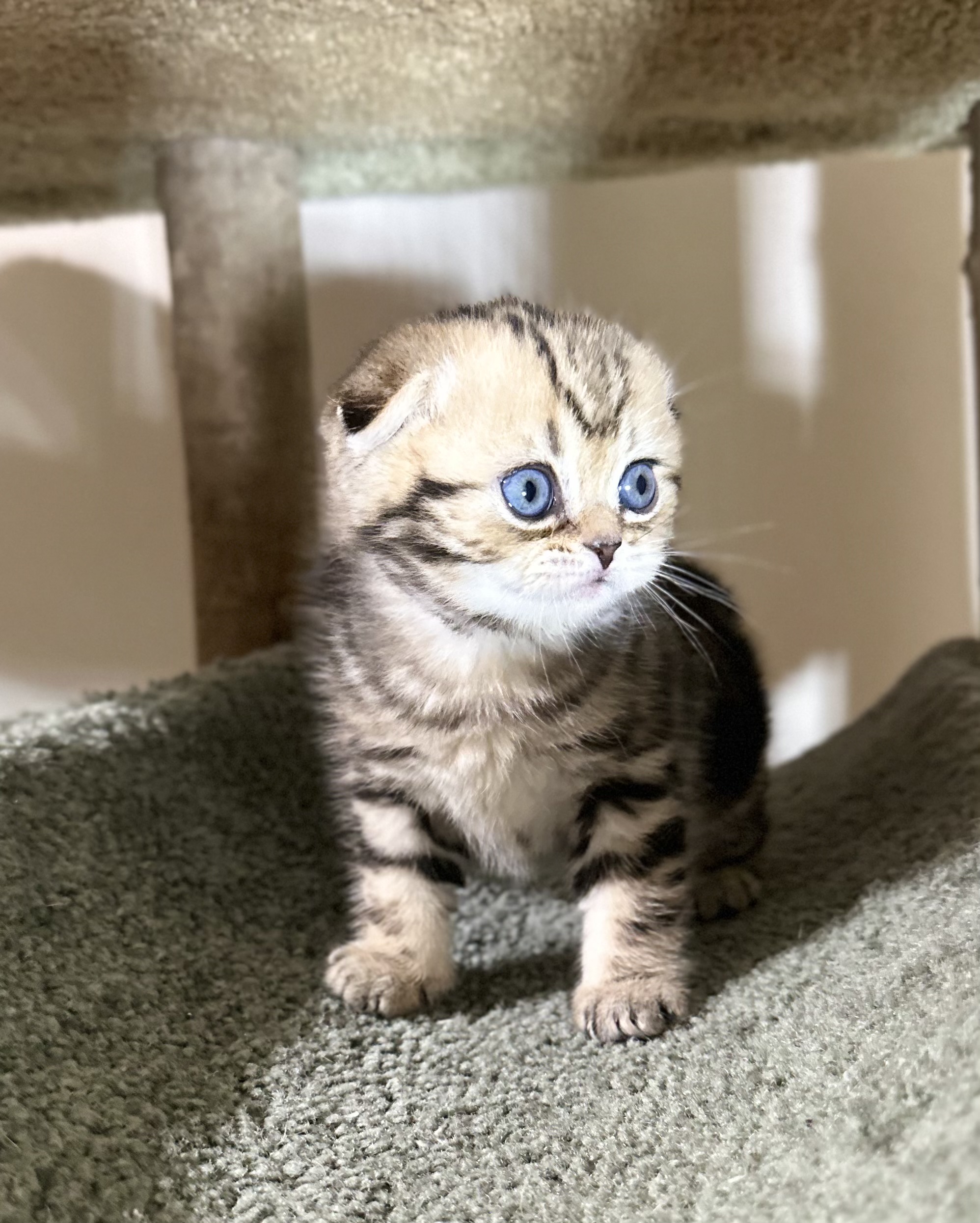 Male Scottish Fold kitten 00343 available at Luxury Only Kittens