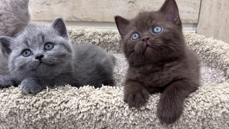 British Shorthair Kitten – Female – 00362 - Image 2