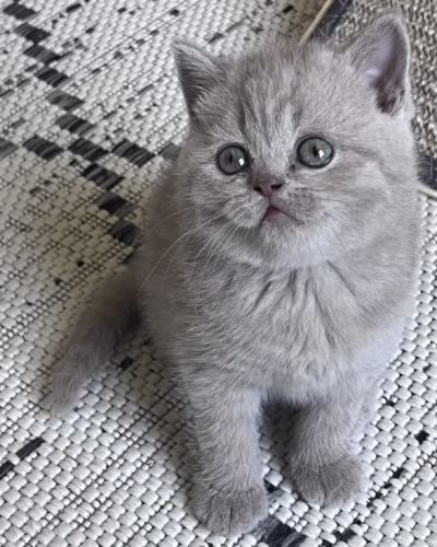 British Shorthair Kitten – Female – 00363