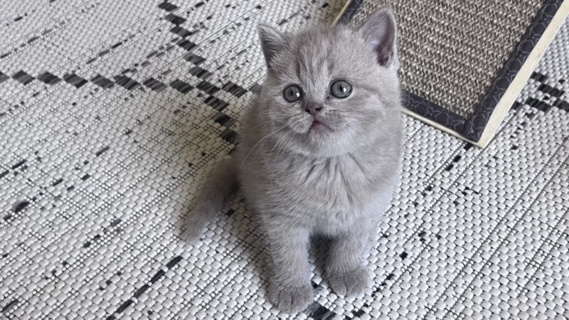 British Shorthair Kitten – Female – 00363