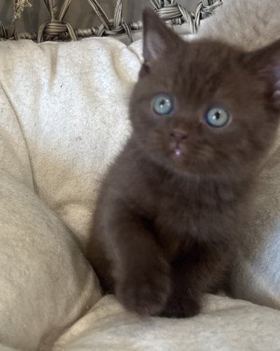 British Shorthair Kitten – Female – 00362