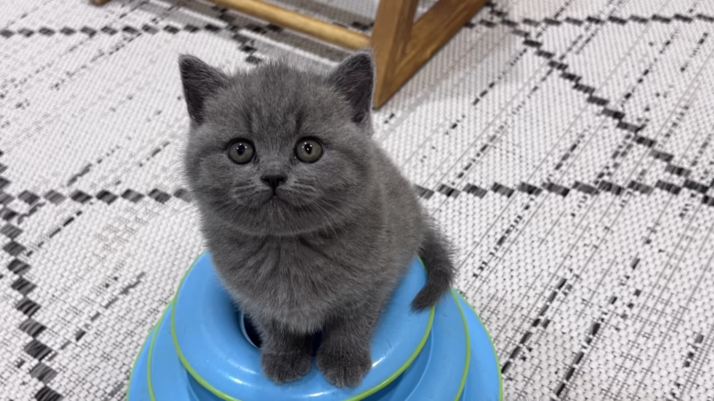 British Shorthair Kitten – Female – 00361 - Image 2