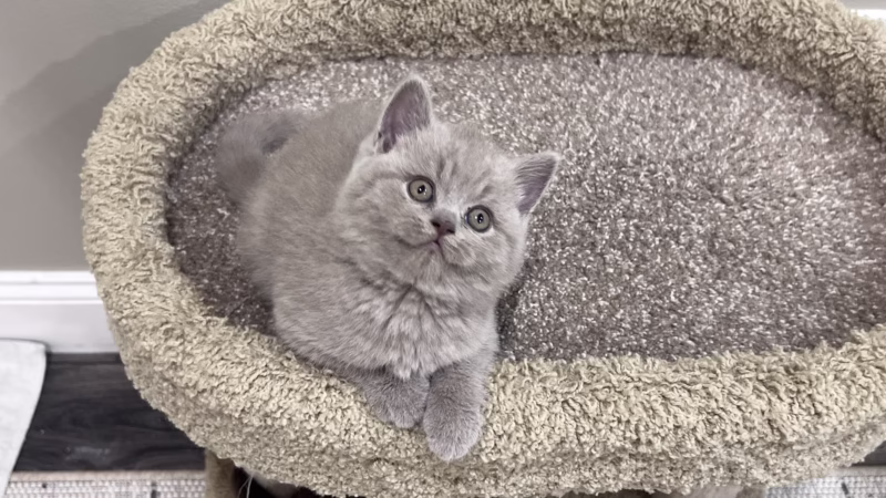 British Shorthair Kitten – Female – 00363 - Image 2