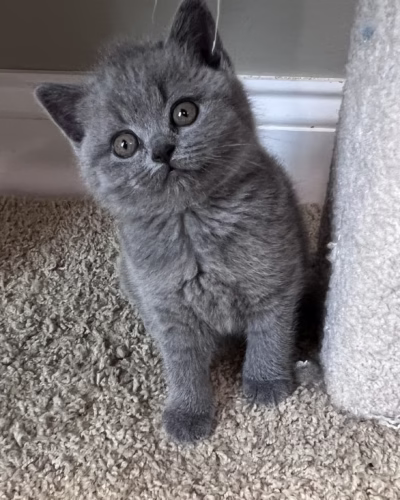 British Shorthair Kitten – Female – 00361